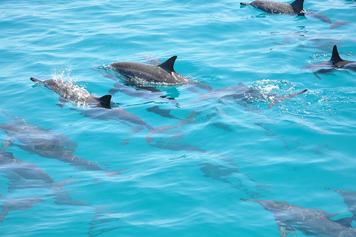 Adventure-snorkeling-dolphin-cruise